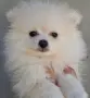 Момченца померан , снимка 1