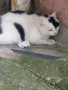 Намерено котенце, снимка 1