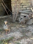 Тракийски кеклик, снимка 3