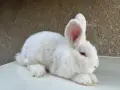 Продавам  Зайци, снимка 1