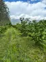 Продавам лешници -самостоятелно бране, снимка 2