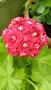 Сортово мушкато Pelargonium Plum Rambler / Зонално мушкато , снимка 5