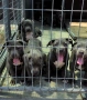 ТОП Американско були хл American bully xl ABKC, снимка 3