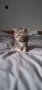 Британски Котки, снимка 5