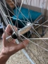 Шосейни Капли Mavic/Tiagra 28 инча, снимка 8