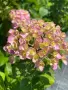 Hydrangea macrophylla ‘Love’ (Хортензия ‘Love’), снимка 3