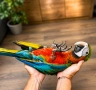 Ръчно хранена Ара Арлекин, снимка 2