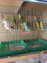 вълнисти папагали , снимка 5