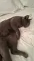 Подарява женска котка, снимка 2