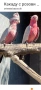 птици на добри цени 🦜, снимка 3