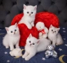 Британски котенца , снимка 3