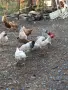 продавам кокошки , снимка 1