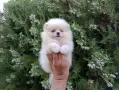 Померани ! Реални снимки от днес !, снимка 3