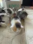Домашни Котенца с Хигиенни Навици и Доставка до Вашия Град, снимка 11