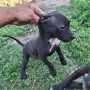Продават се питбучета!, снимка 10
