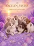 Британски котки , снимка 2