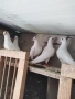 Пощенски, снимка 1