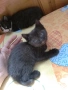 Черно женско коте на 50 дни - Перник , снимка 4
