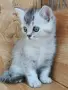 шотландски красоти , снимка 5