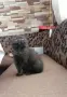 Британско късокосместо коте , снимка 14