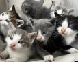 Подарявам малки котенца на  1 месец, снимка 5