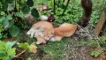 Подарявам малки котета, снимка 3