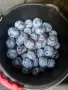  Сини сливи за ракия , снимка 1
