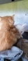 Котета на 3 месеца, снимка 3