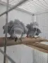 Двойка кралско жако , снимка 1