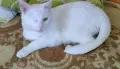 Гальовна бяла котка търси своя люблеовилен стопанин, снимка 2