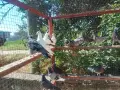Продавам пазарджишки гълъби, снимка 2