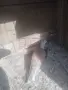 Гугутки пеещи!!, снимка 4