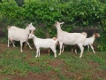Продавам 2 кози и 3 ярета, снимка 6