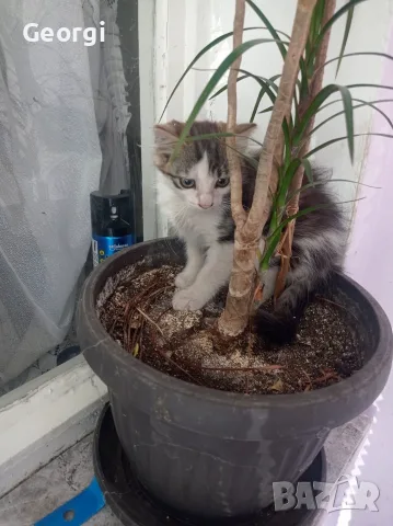 Подарявам малко мъжко котенце, снимка 2 - За котки - 55542259