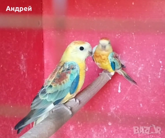 Пойни папагали , снимка 2 - Папагали - 54626757