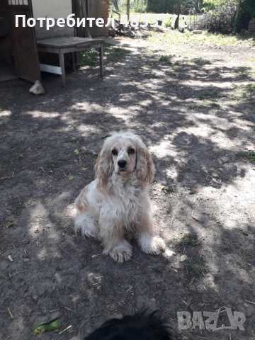 Cocker Spaniel