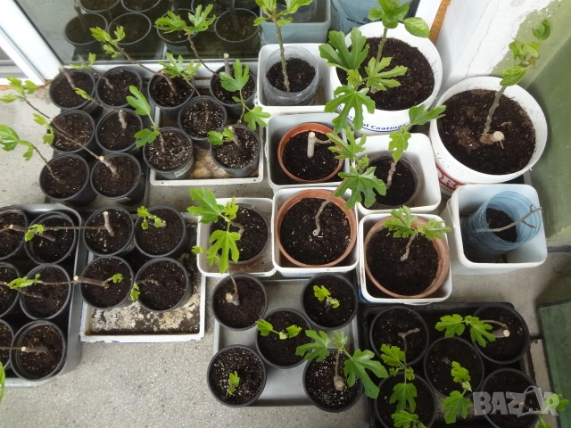 Смокини - 2 сорта - Блек Мишън и Брънсуик, снимка 8 - Разсади - 54092194