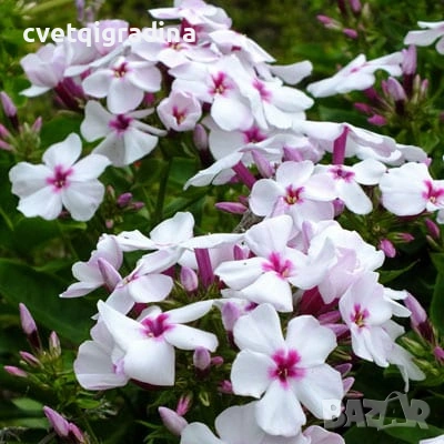 Phlox paniculata ‘White with Eye’ / Флокс паникулата „White with Eye“