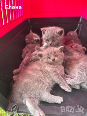 Британски котенца