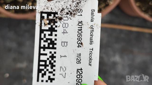 Шарена Салвия, Salvia officinalis, многогодишна, снимка 11 - Градински цветя и растения - 54010921