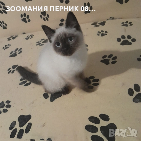 котета Регдол момиче 