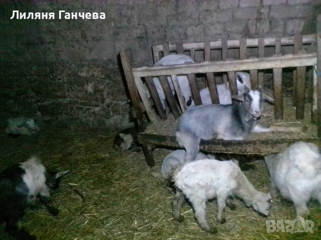 Продавам Ярета 