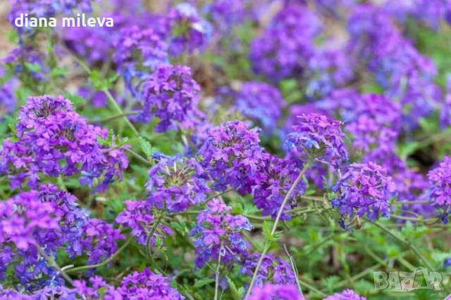 Вербена канадска 'Хоумстед Пърпъл', Verbena canadensis Homestead Purple
