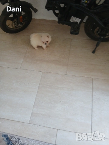 Mini Pomeran, снимка 10 - Померан - 54685042