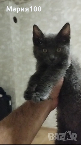 Котката Сиво женски, снимка 2 - За котки - 55255433
