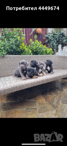 Кане корсо (ферментино), снимка 4 - Кане корсо - 54090889