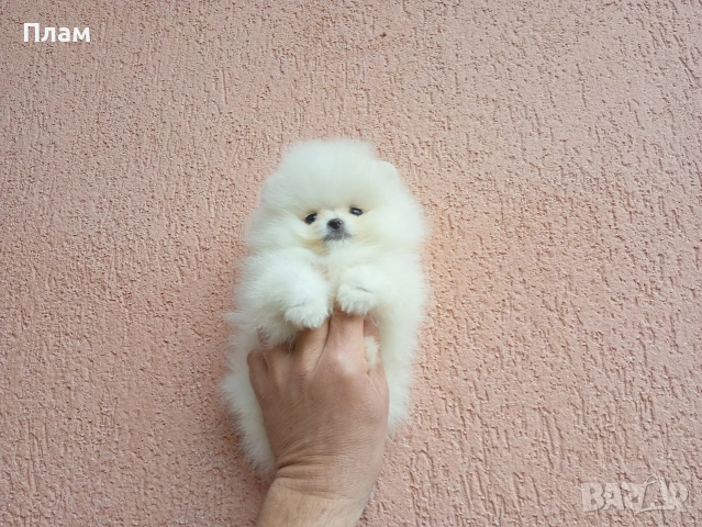 Бели Померани., снимка 4 - Померан - 54105599