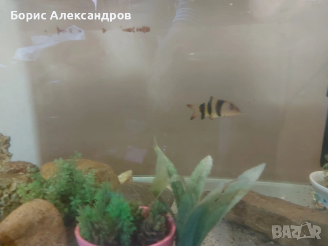АКВАРИУМ 300 ЛИТРОВ С ДЕКОРАЦИЯ И РИБКА