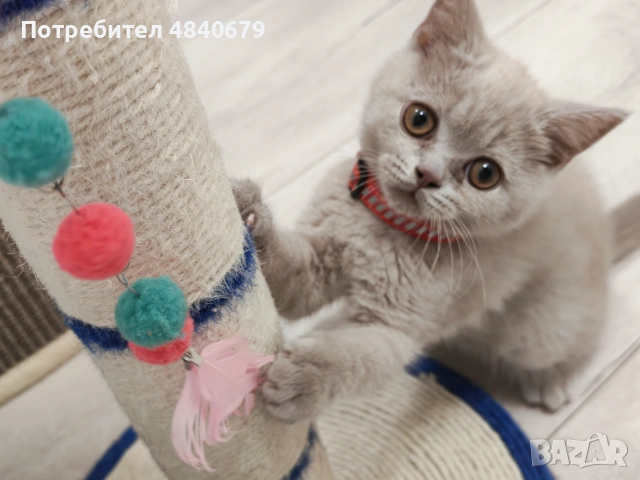 Късокосмести британки, снимка 4 - Британска късокосместа - 54998243