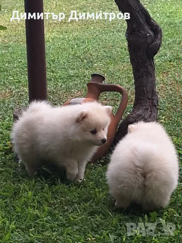 Померан- мини шпиц, снимка 10 - Померан - 55464983